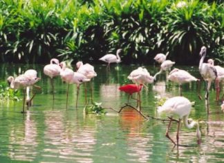 Check in sân chim Bạc Liêu - khám phá hệ sinh thái hoang dã đa dạng&nbsp;