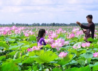 Ngẩn ngơ trước vẻ đẹp khu du lịch Đồng Sen Tháp Mười nổi tiếng Đồng Tháp&nbsp;
